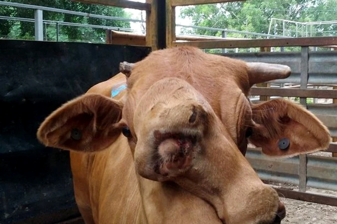 Taurul cu două fețe a atras imediat atenția la târgul de animale din Australia