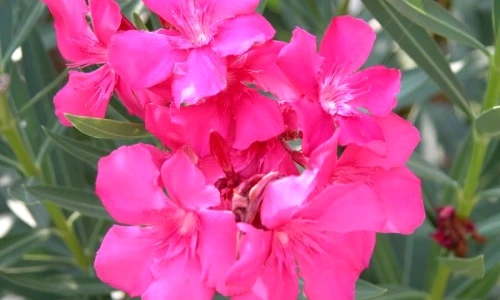 1 47705 original jpg jpeg