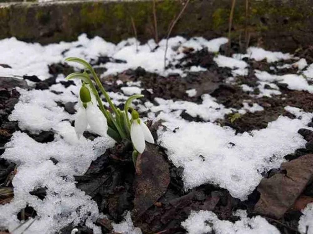 Temperaturi negative și nopți geroase în următoarele săptămâni.
