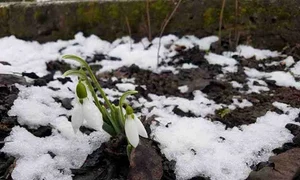 ghiocei in zapada jpeg