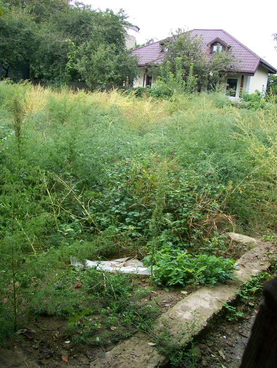 Casa Teodorenilor, blocul locatarilor jpeg