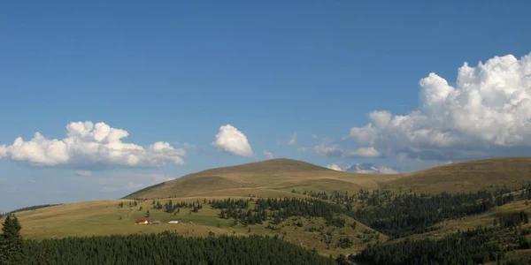 sureanu alba