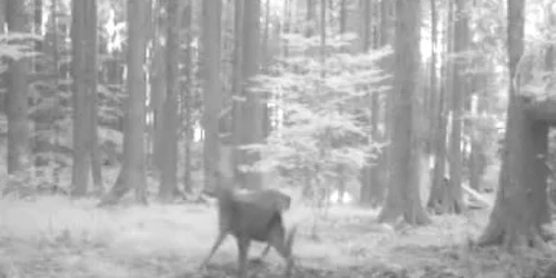 59de50a25ab6550cb808727b jpg