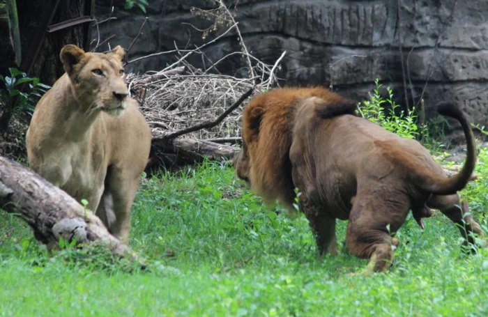 
    Leu, găsit spânzurat în «Grădina Morţii». Imagini terifiante  