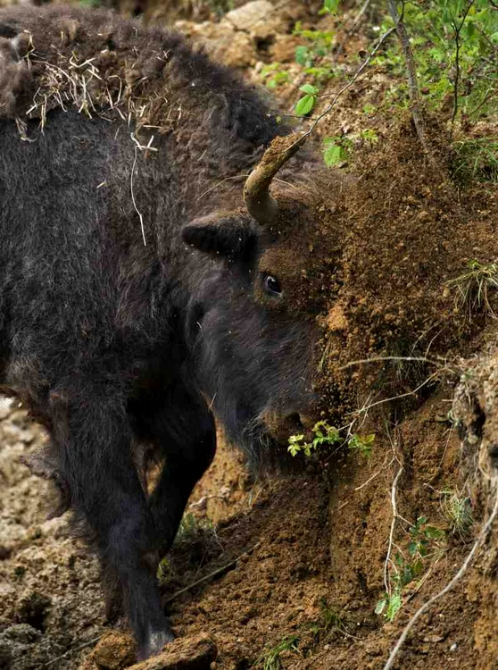 Zimbrii au dispărut de pe teritoriul românesc acum două secole. Ultimele exemplare mai trăiesc în rezervaţii. Această situaţie e pe cale să se schimbe