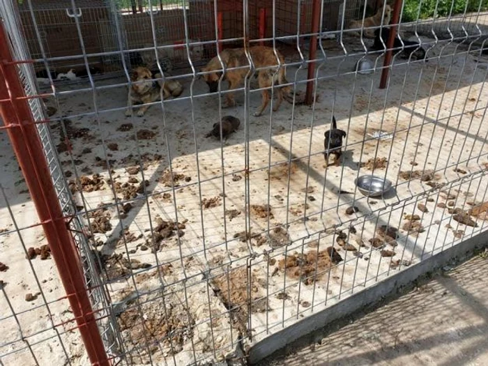 Mizerie de nedescris la adăpostul pentru câini FOTO Ioana Rosenberg