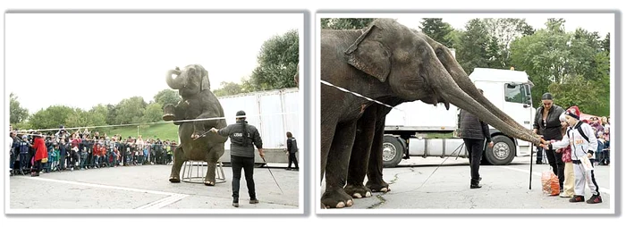 
    Elefanţii Baby şi Sharon i-au  impresionat pe micuţii din parcFoto: Dorin Constanda  