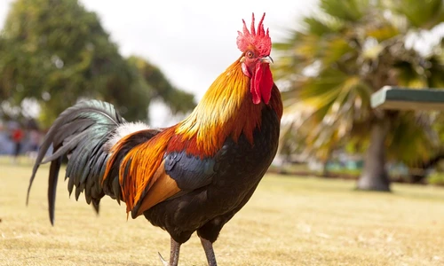 1 57688 original jpg jpeg