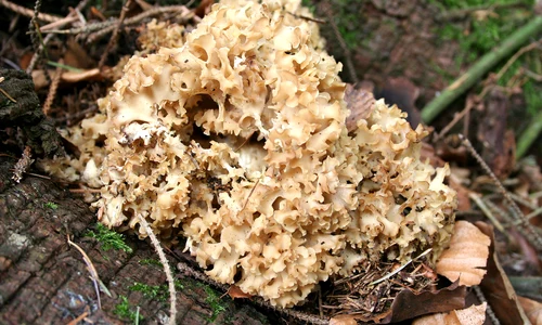 Sparassis crispa JPG1 jpg