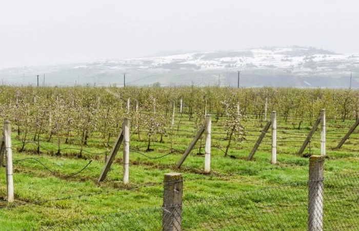 Florile de măr sunt compromise la temperaturi de minus două grade. La Sibiu, la noapte, sunt anunţate minus cinci grade Celsius FOTO Silvana Armat