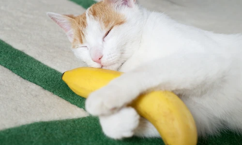 1 shutterstock 533884729 jpg jpeg