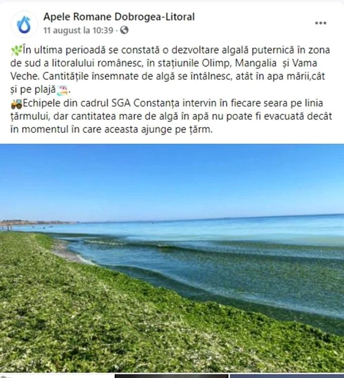 
    Alegele sunt plâmânul viu al mării și întrețin viața subacvaticăSursa foto: Apele Române Dobrogea-Litoral/Facebook  