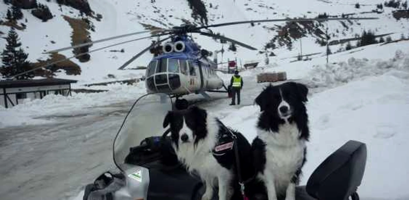 Helios şi Dara. Foto: Câini de avalanşă Salvamont România