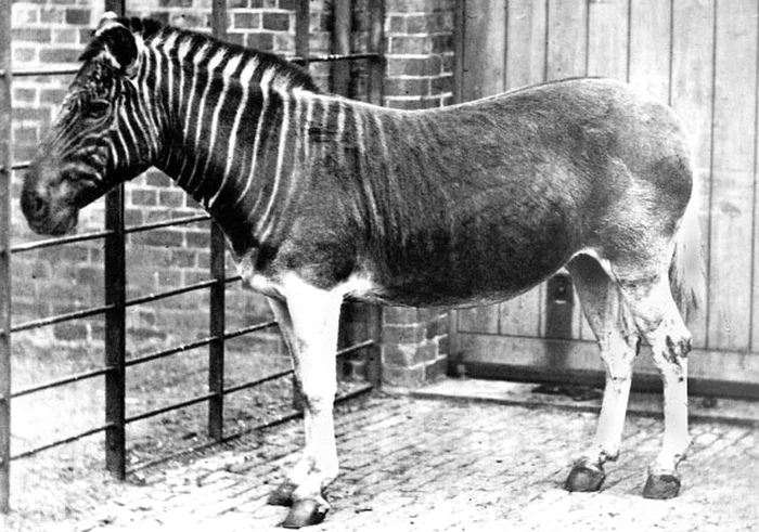 Zebră quagga. FOTO. arhivă