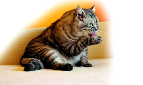 1 46397 original jpg jpeg