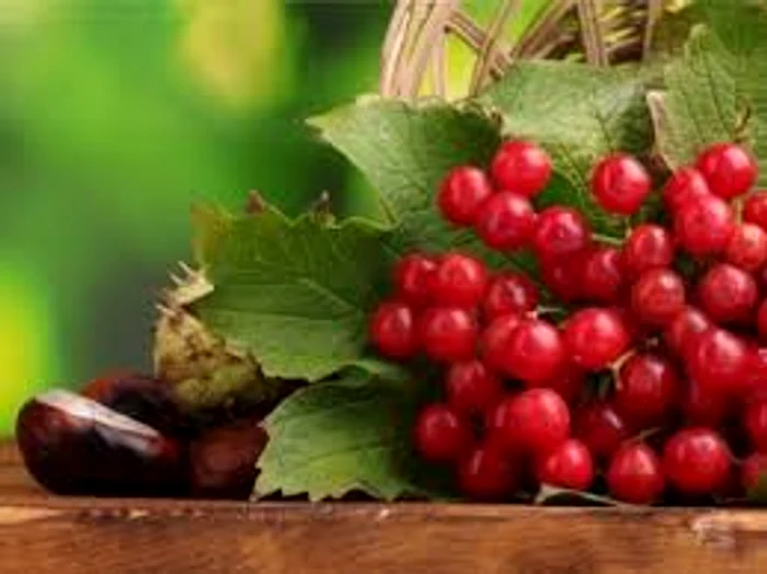 
    Tratamentele cu merișor alungă infecțiile  parazitare, digestive și recidivanteSursa foto: clicksănătate.ro  