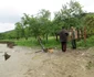 FOTO Ploile au făcut prăpăd în comuna Nicolae Bălcescu. 150 de oameni au rămas izolaţi