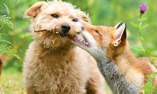 15 animalezx 1 jpeg