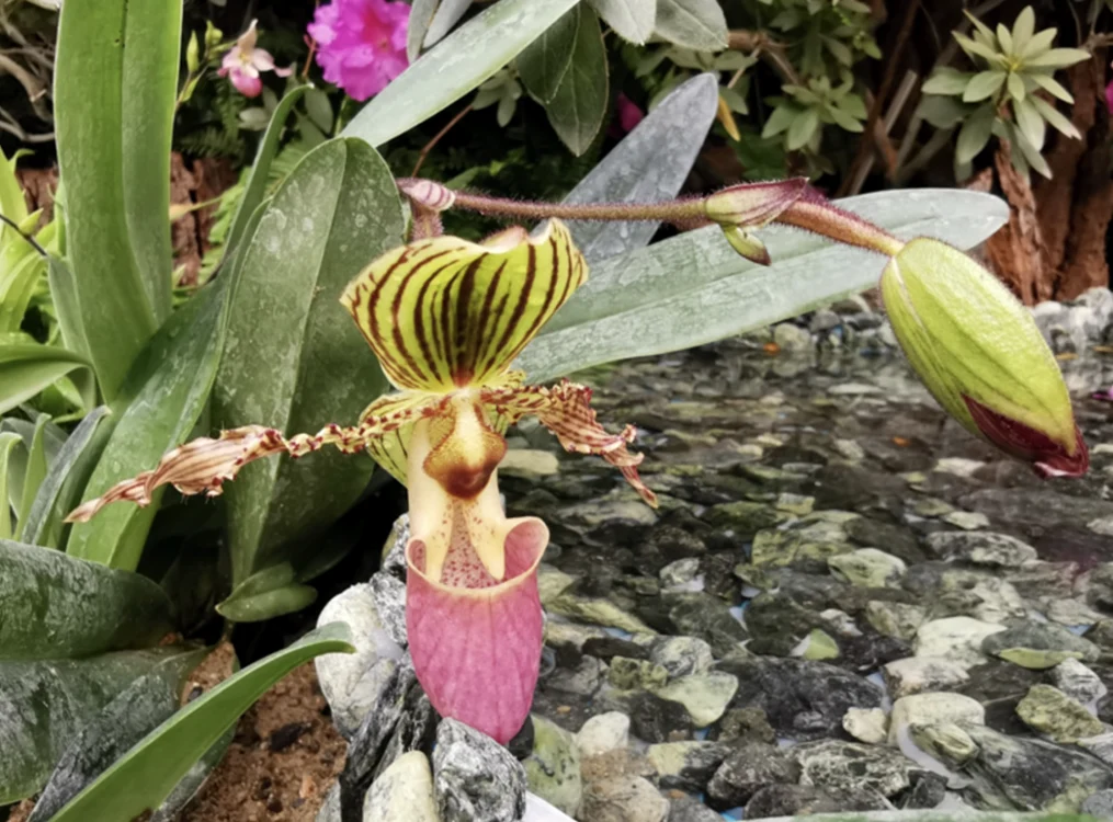 FOTO: Grădina Botanică Iaşi