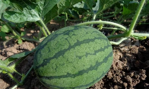 watermelon 551235 1280 jpg