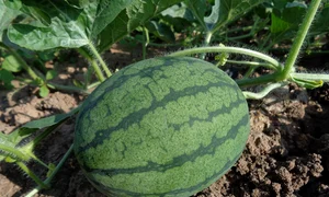 watermelon 551235 1280 jpg