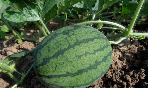 watermelon 551235 1280 jpg