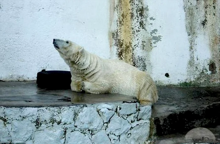 160.000 de oameni au semnat petiţia pentru mutarea lui Arturo într-un adăpost mai răcoros şi mai potrivit pentru urşii polari