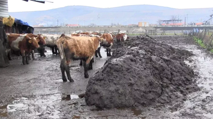 Animale ținute în condiții insalubre FOTO Aradon