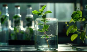 planta apa jpeg