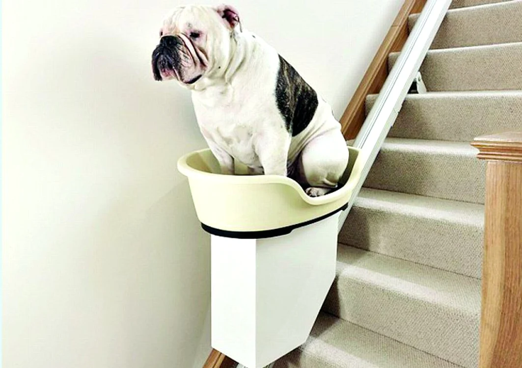 
    Stăpânii lui Chunky, un bulldog de patru ani, i-au făcut animalului un cadou nesperat  