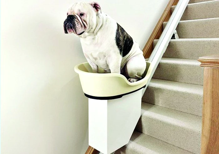 
    Stăpânii lui Chunky, un bulldog de patru ani, i-au făcut animalului un cadou nesperat  
