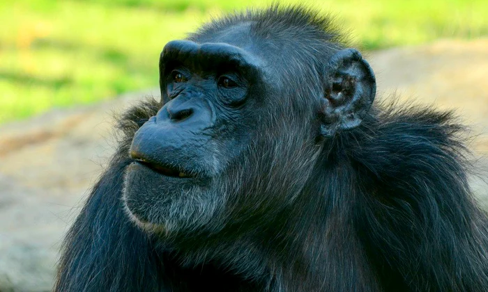 Zeci de cimpanzei din vestul Africii, uciși de boală misterioasă jpeg