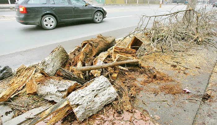 Crengile rupte de furtuna de sâmbătă zac şi acum pe trotuare