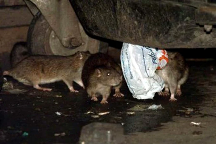 Animăluţele mişună  printre mese şi  devorează resturile