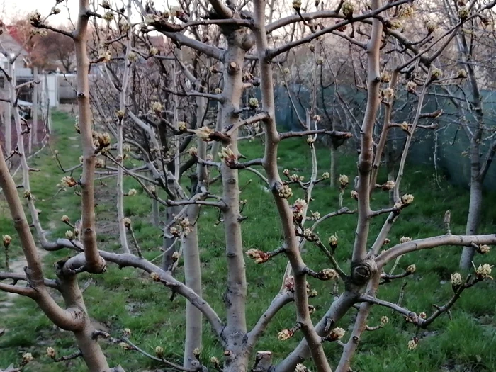 Schema de ajutor de stat destinată pomicultorilor a intrat în vigoare. FOTO: Arhivă
