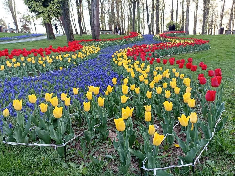 465.000 de lalele au fost plantate în Pitești pentru ”Simfonia Lalelelor” FOTO Denis Grigorescu