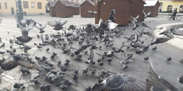 Păsările suferă şi ele de sete FOTO Ioan Buciumar