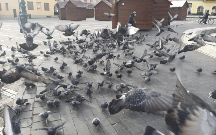 Păsările suferă şi ele de sete FOTO Ioan Buciumar