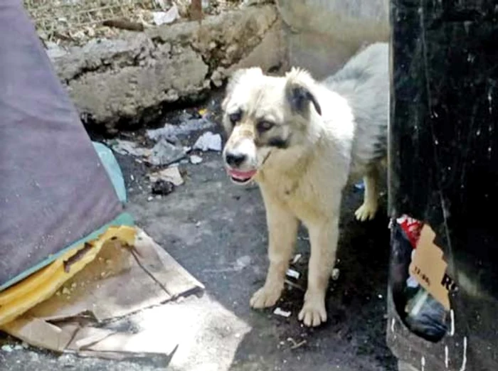 
    Aşa a fost  găsit maidanezul  