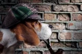 caine   shutterstock 161665430 jpg