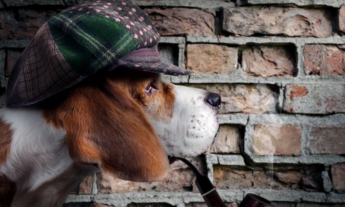 caine   shutterstock 161665430 jpg