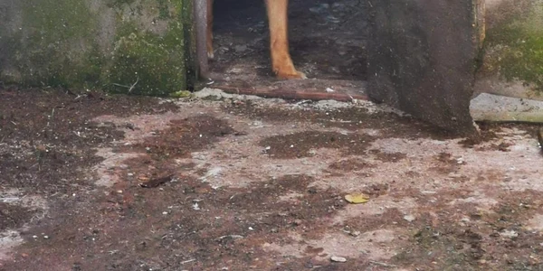 slobozia cainele agresiv FOTO IJJ Ialomita
