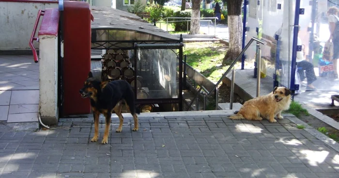 În anul 2012, 900 de râmniceni au fost muşcaţi de câinii fără stăpân. Foto Adevărul.