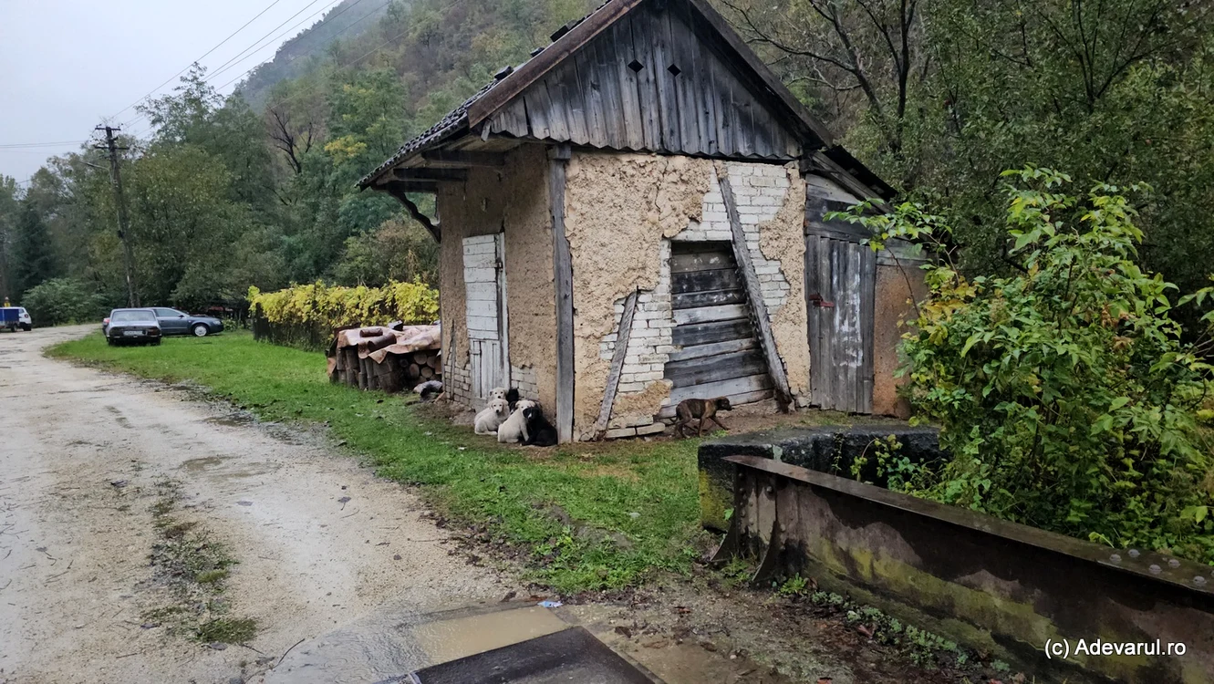 Valea Govâjdiei este tot mai sălbatică / foto: Adevarul