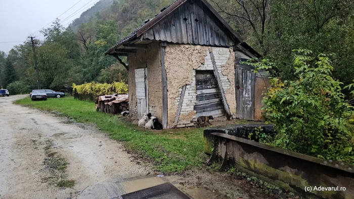 Valea Govâjdiei este tot mai sălbatică / foto: Adevarul