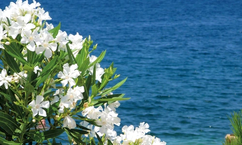 1 57366 original jpg jpeg