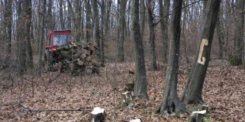 Bărbatul de 34 de ani era la furat de lemne Foto arhiva Adevărul