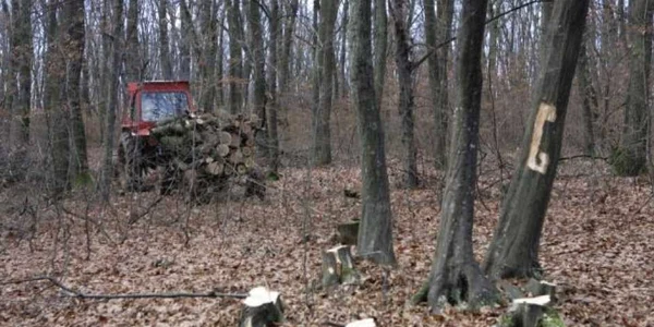 Bărbatul de 34 de ani era la furat de lemne Foto arhiva Adevărul