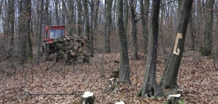 Bărbatul de 34 de ani era la furat de lemne Foto arhiva Adevărul