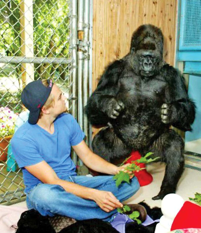 Leo şi Koko s-au împrietenit în 1982 şi de atunci „vorbesc” de cel puţin două ori pe săptămână